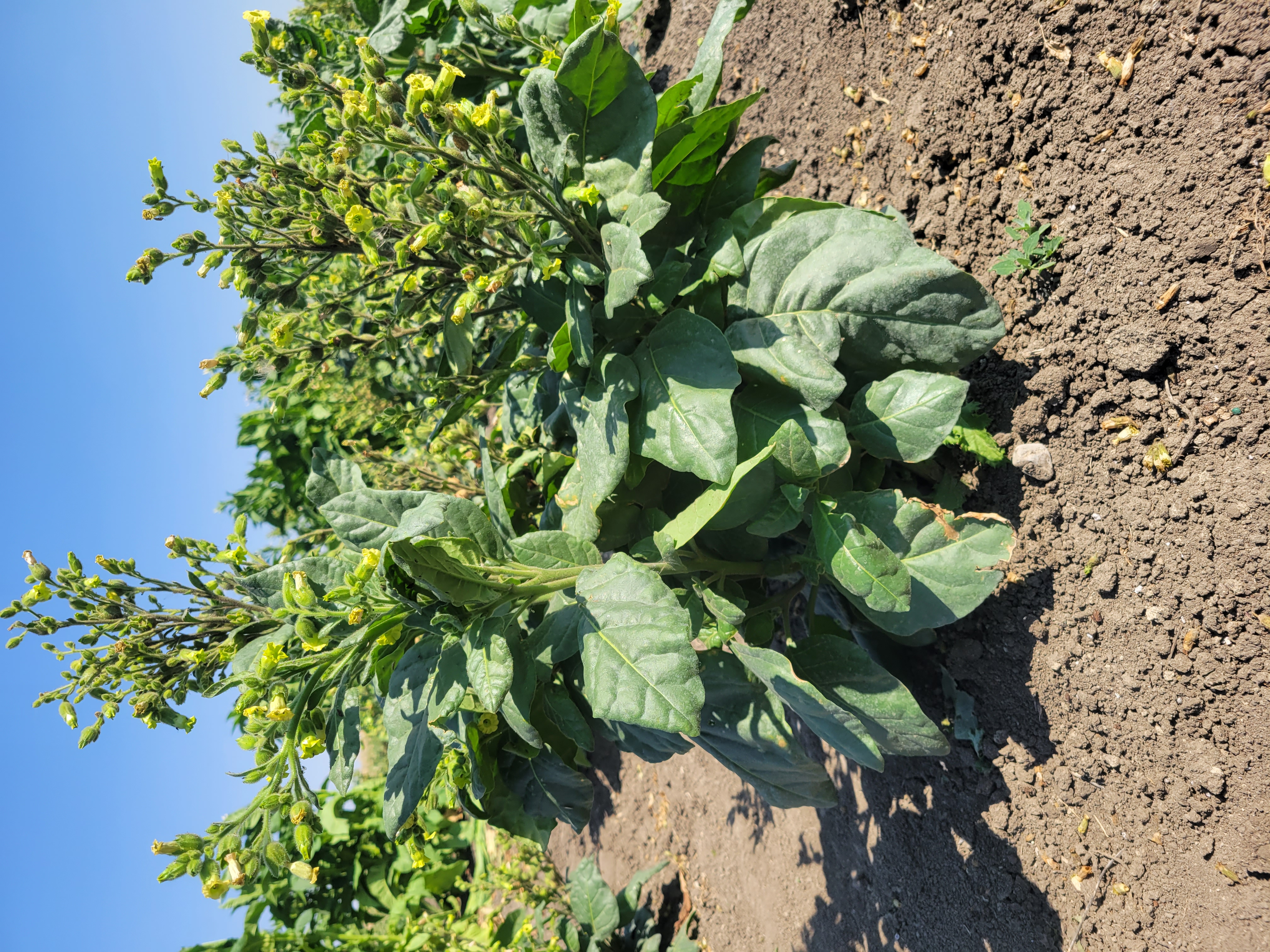 Tobacco plants