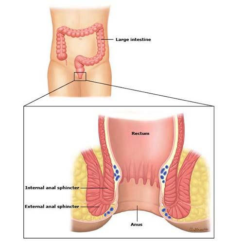 Large intestine, rectum, and anus. Anal sphincter muscles form a ring around the anus.