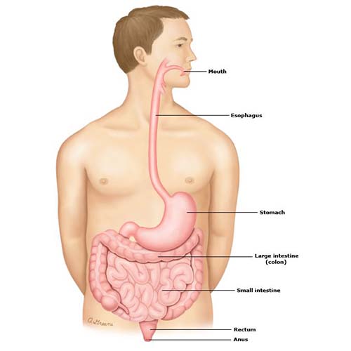 The organs in the body that process food.